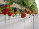 Cs[_Xvery berry farmւ̓eʐ^4