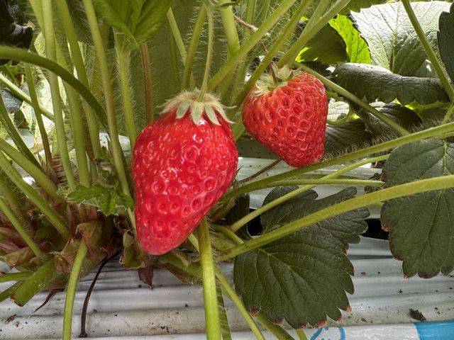 �ƂĂ��������������ł�_���������@�܂���