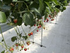 [񂳂̌(䂢)t@[ւ̓eʐ^1