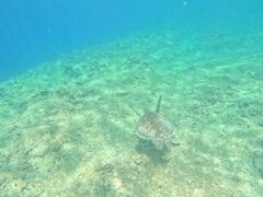 NbL[̐Ί_ ADVENTURE PiPiւ̓eʐ^1