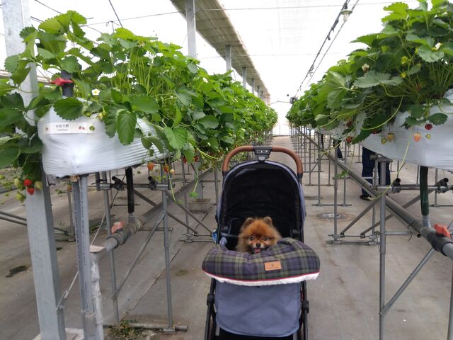 �����݂̗��������̉Ɓ@�Ƃ��Ă����������C�`�S�ł���_�����݂̗��������̉�