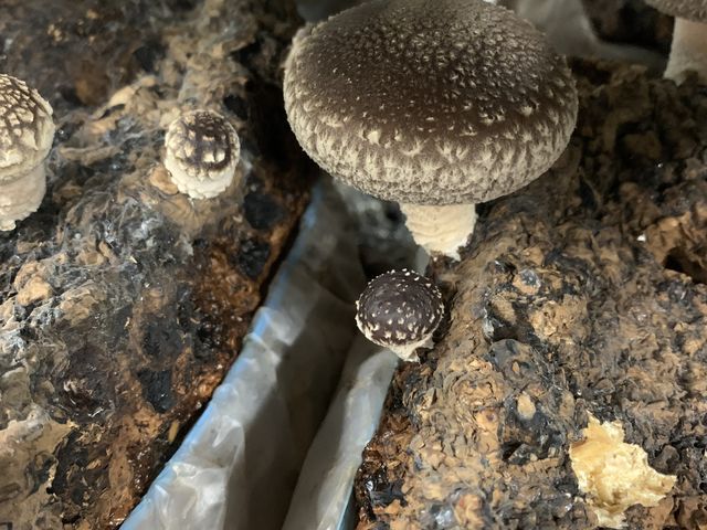 �}���ۂ������񂶂�Ȃ��āA����ɂȂ��Ă�̂�
�H�׍��Ȃ񂾂��āB_���c���񂿂̒ő�