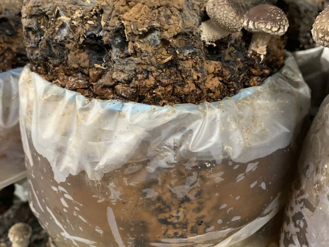 �܂��A�������̒ő��B
�������߂́@���߂��݂����ł�����_���c���񂿂̒ő�