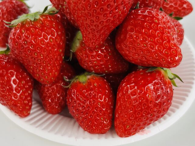 ���n�����������_�x���[�Y�t�@�[���@FUSHIMI