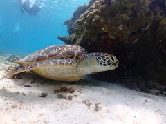 ꂳ̋{blue܂ق΂ւ̓eʐ^1