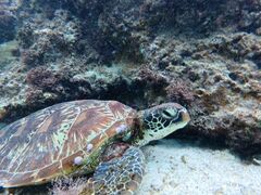 肳nico {Óւ̓eʐ^1