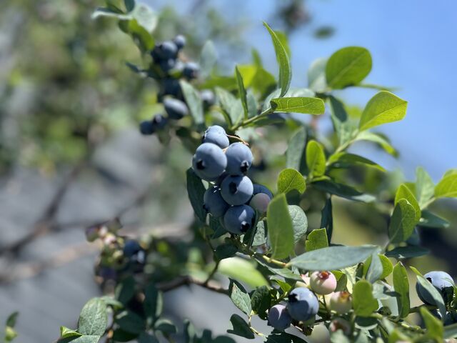 �u���[�x���[_�����u���[�x���[��