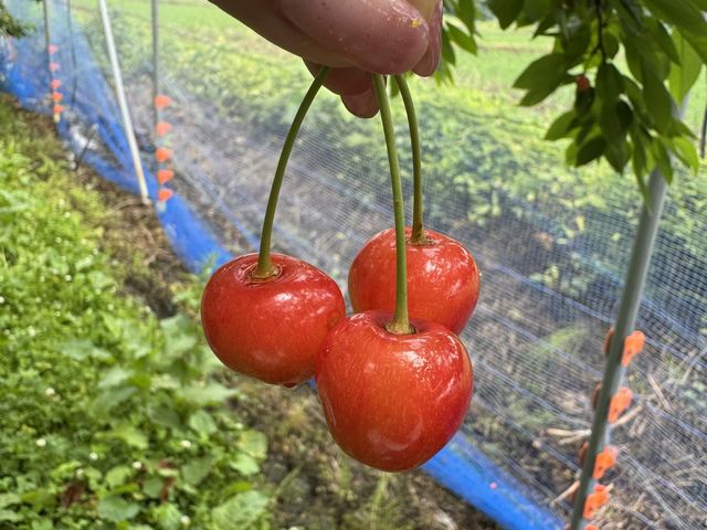 3q̂ڌ܂B_Ȋόʎ