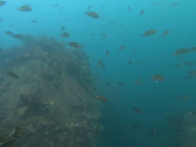 �C���̗l�q_�x�R�V���m�[�P�����O�̌�