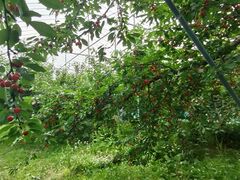 �܂낿��񂳂�̖��_���@�ό��������ڂ����Ƃ艀�ւ̓��e�ʐ^1