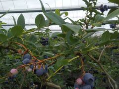 Tt@CA񂳂̑͌~Ru[x[艀ւ̓eʐ^1