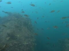 �}�[����̕x�R�V���m�[�P�����O�̌��ւ̓��e�ʐ^1