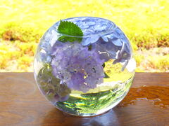 �j�R����񂳂�̉~�o���ւ̓��e�ʐ^1