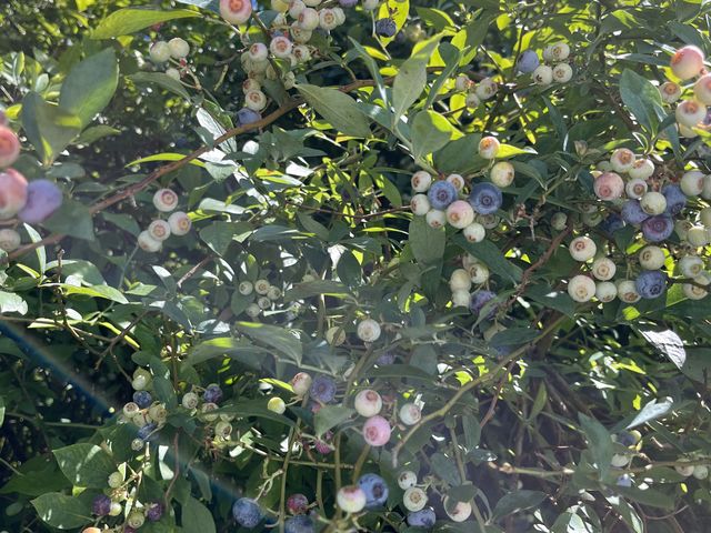 ���F�ŕ��̐����������_���ځA���ɑ傫�������Â������ł�_�L�Δ_��