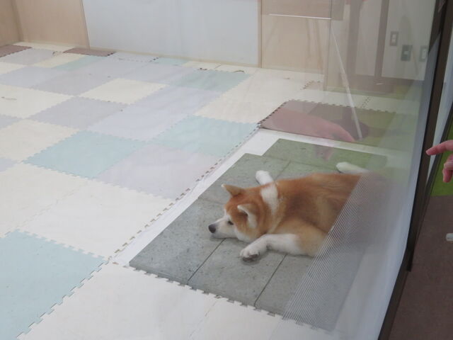 َsό𗬎{݁@Hc̗
HcW_َsό𗬎{݁@Hc̗