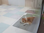 Lَ̑sό𗬎{݁@Hc̗̓eʐ^2