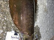 Ƃ񂳂̈싙`C݂̓eʐ^1