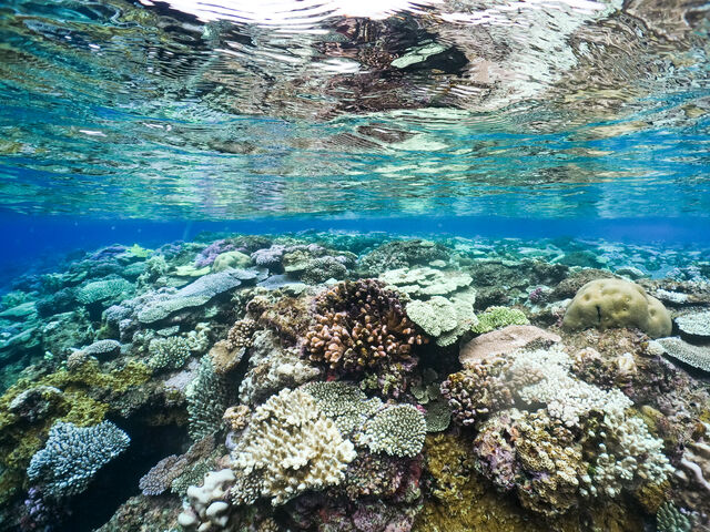 �c�ǊԃV���m�[�P�����O_�p�C���[�c�}�����N���u