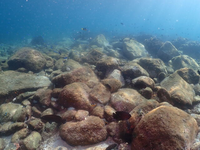 �N�}�m�~��X�Y���_�C����R�I_�����_�C�r���O�T�[�r�X�@Smiley Dive