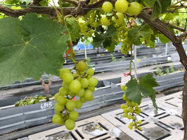 ���������V���C���}�X�J�b�g_�A�O���[���p�[�N �F�s�{�Ԃǂ��̓m