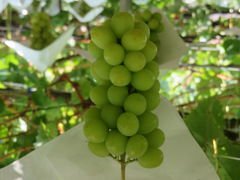 �䂫����̒ҖL�ʉ��ւ̓��e�ʐ^1