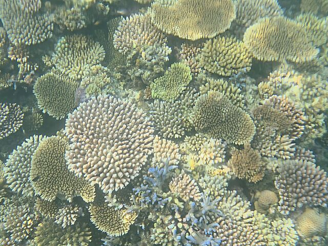 �X���_Sea HOPE