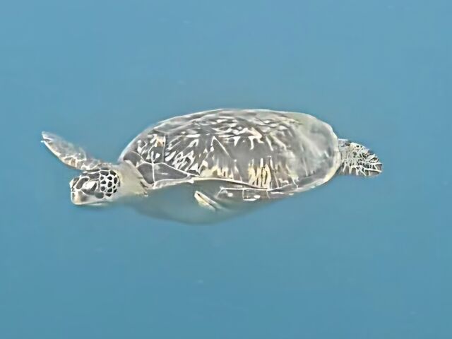 �C�K��_Sea HOPE