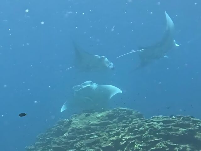 �}���^_Sea HOPE