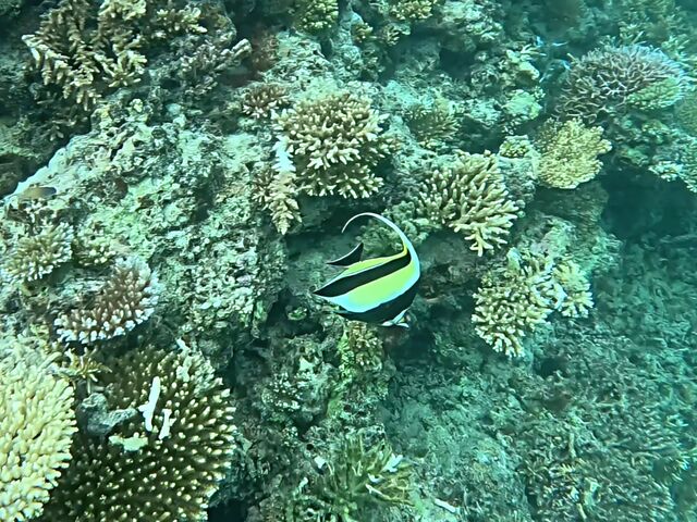 �c�m�_�V�H_Sea HOPE