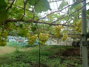 肳̂Ԃǂ@˖{̓eʐ^1