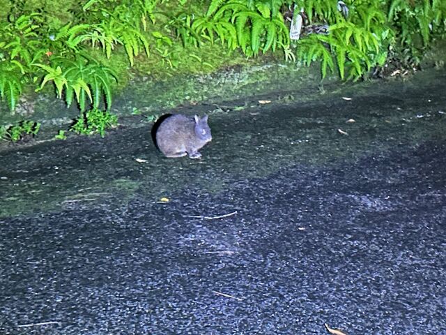 HɏoĂA}~mNETM邱Ƃł܂B[hLȂ悤ɉ^]Ă܂B_IWiT[rX