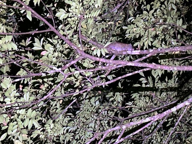 ɂ͓VRLÕPiKlY~܂BiŐĂ邻łB_IWiT[rX