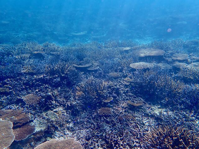 �T���S��_�}�����K�C�h�C��(����Ԃ�)