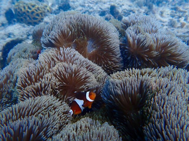 �J�N���N�}�m�~_�}�����K�C�h�C��(����Ԃ�)