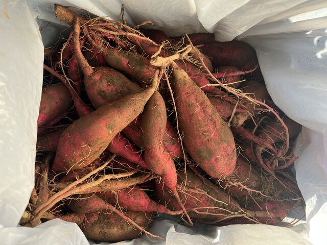 �P�T����_���΂���t�@�[��