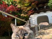 �܂܂��񂳂�̕��ꎛ�̓��e�ʐ^1