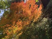 �܂܂��񂳂�̕��ꎛ�̓��e�ʐ^2