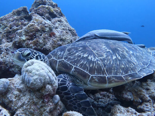 �E�~�K���ƃR�o���U��_South Blue