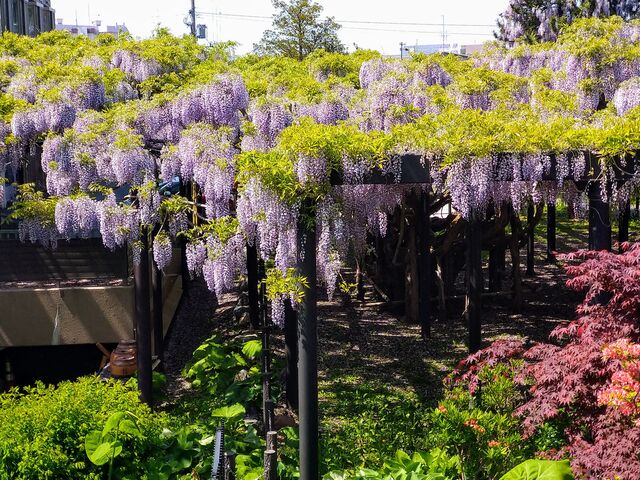 ���̉�_�V�_��