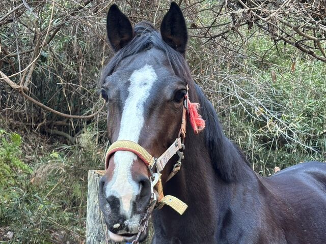 ���u�����_OISO�@��n�@�N���u