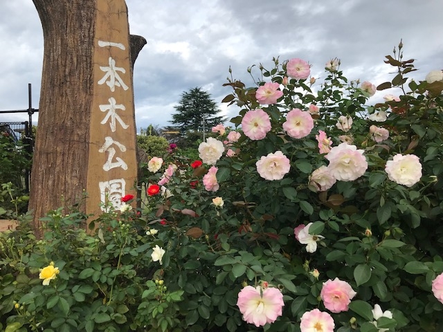 �܂�܂邳��̈�{�،����̓��e�ʐ^1