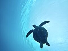 �}�����V���b�vHAPPY�̎ʐ^2