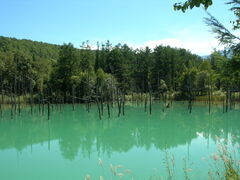 �G�M���K�[�P�Q������̐��r�ւ̓��e�ʐ^1