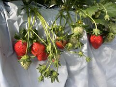 �܂�Ղ� ���������̎ʐ^1