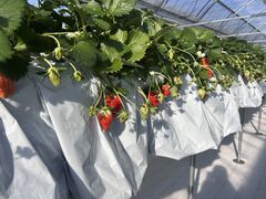 �܂�Ղ� ���������̎ʐ^2