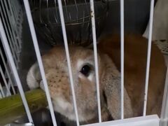 ����̌��j���C�J�i�C�̎ʐ^1