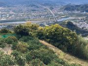 �悵�܂邭�񂳂�̃~�J�����̓��e�ʐ^2