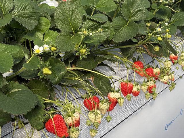 �_�БO�̃n�E�X�ł�_�}�߂�������