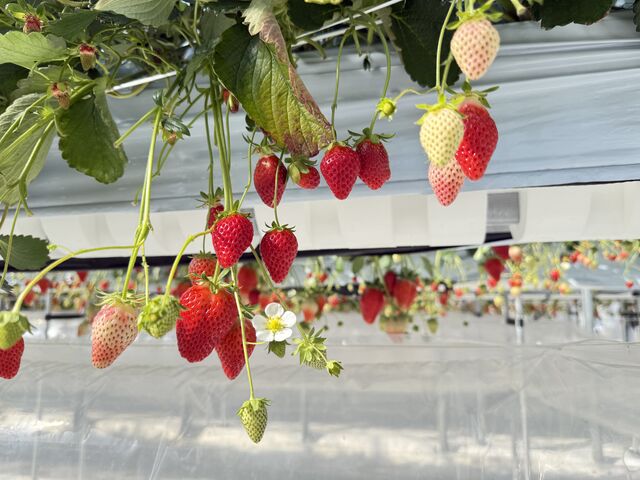 ���������
_K-FARM�������n�E�X