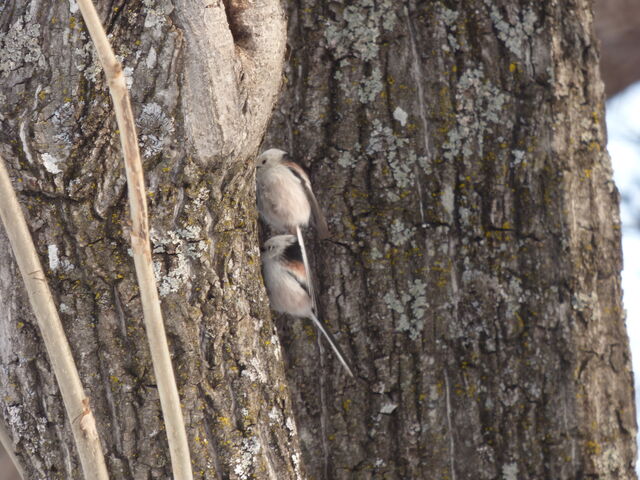 �������͂񂳂�̗����A�_�Ђ̓��e�ʐ^2